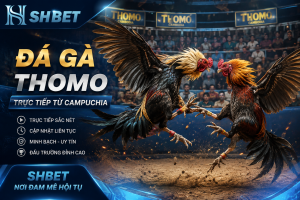 Chi tiết về sảnh đá gà Thomo tại nhà cái SHBET