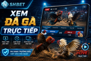 Cách xem đá gà trực tiếp tại nhà cái SHBET